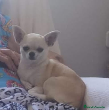 Chihuahua perros Chihuahua machos  - Anuncio 1