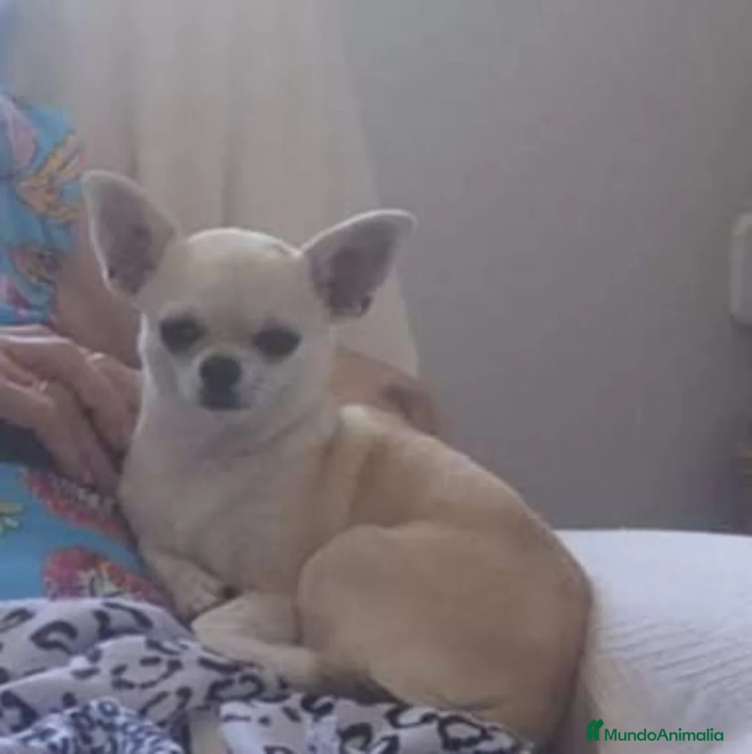 Chihuahua perros en venta: Chihuahua machos  - Anuncio 1