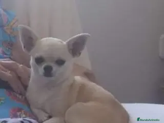 Chihuahua perros Chihuahua machos - Anuncio 1