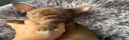 Chihuahua perros en venta: Chihuahua chocolate 🍫  - Anuncio 3