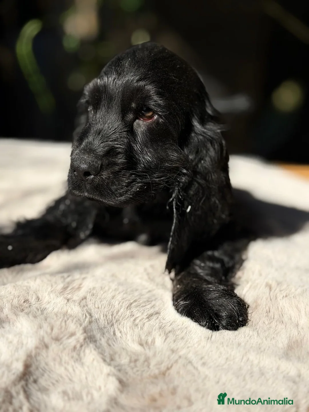 Cocker Spaniel Inglés perros en venta: COCKER SPANIEL INGLES NEGRO - Anuncio 4