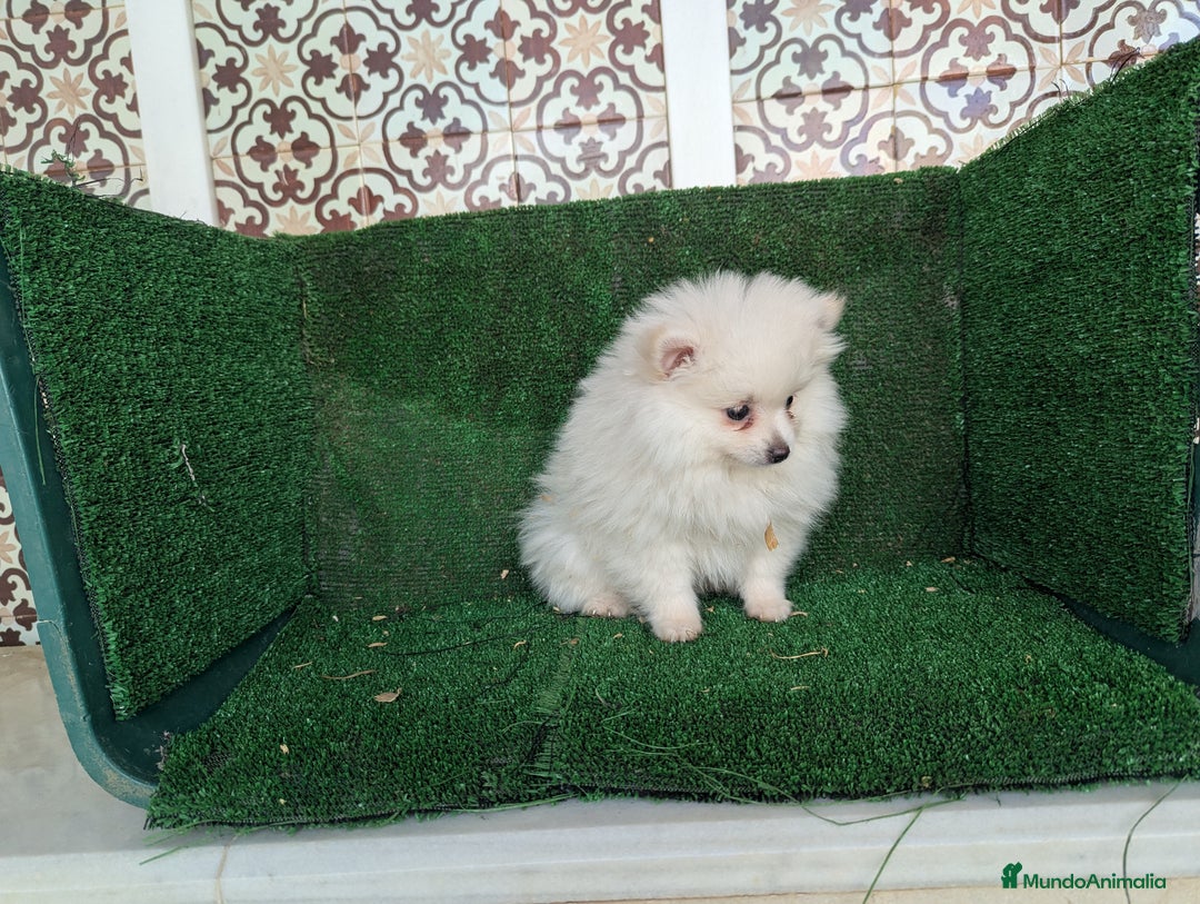 Pomerania perros en venta: Se vende macho pomeriania  - Anuncio 1