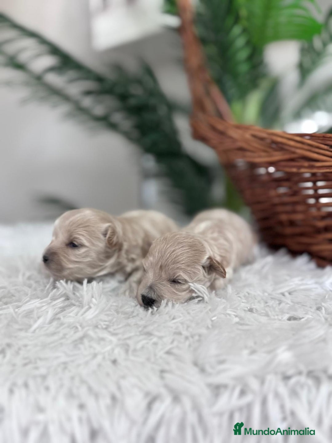 Maltipoo perros en venta: MALTIPOO HEMBRAS - Imagen 12