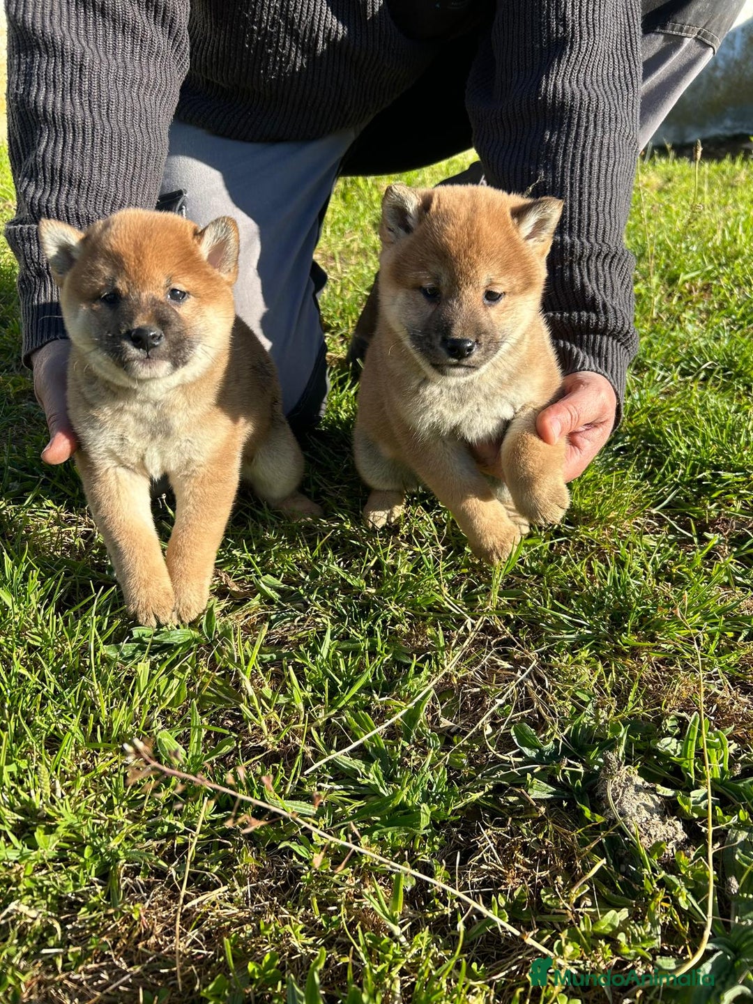Shiba Inu perros en venta: Cachorros de Shiba Inu  - Imagen 3