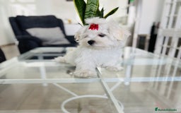 Bichón Maltés perros en venta: Cachorrito de bichon maltés macho calidad - Imagen 5