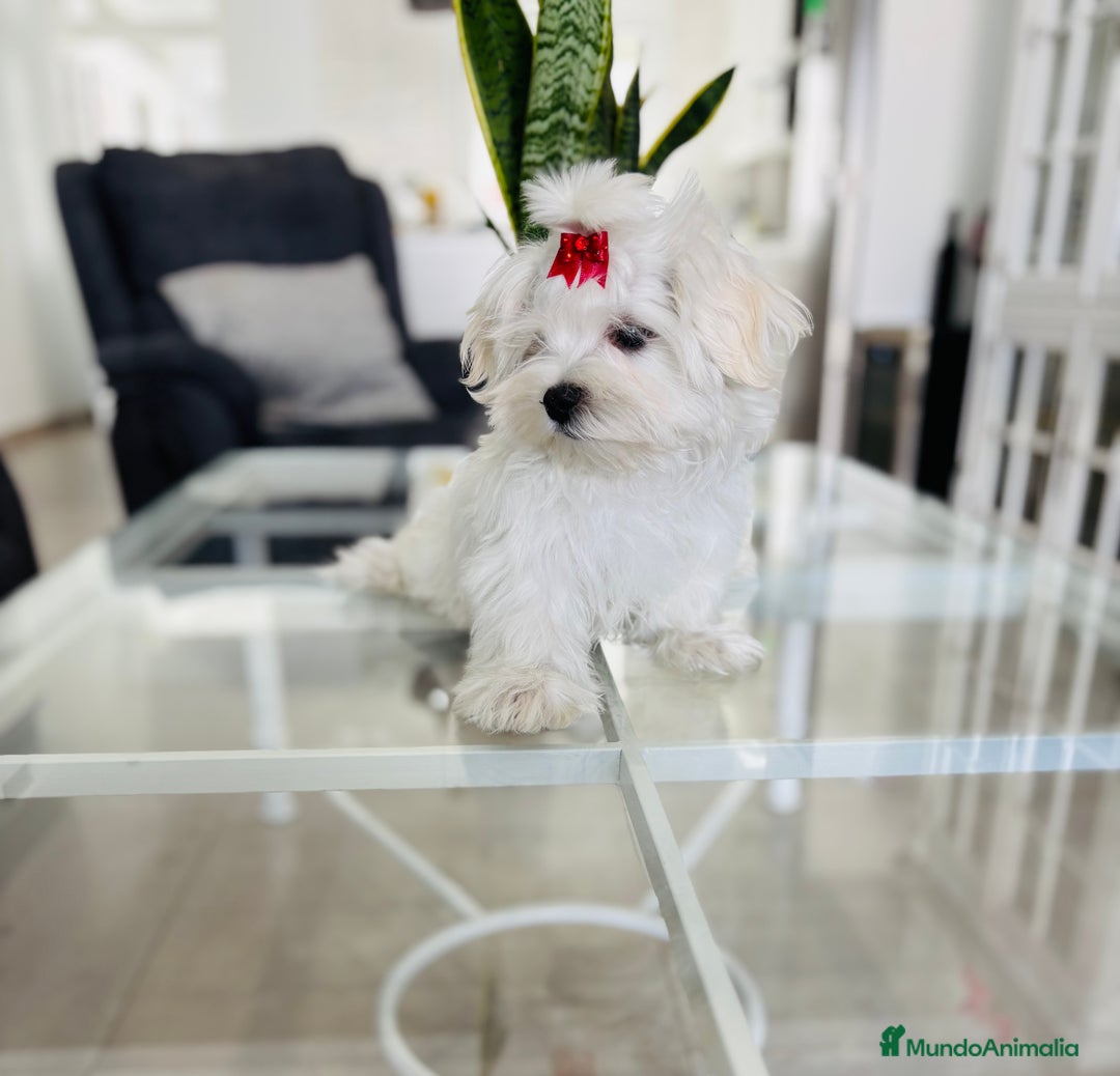 Bichón Maltés perros en venta: Cachorrito de bichon maltés macho calidad - Imagen 5