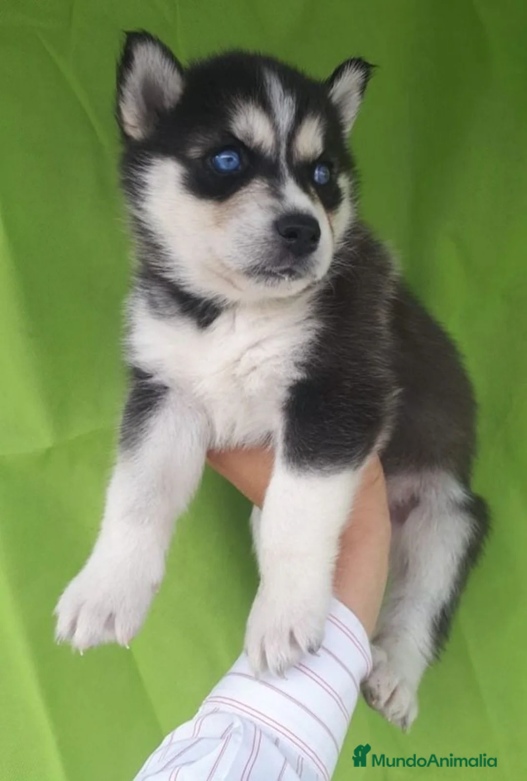Husky Siberiano perros en venta: Preciosos husky puppies 🐺 - Anuncio 4