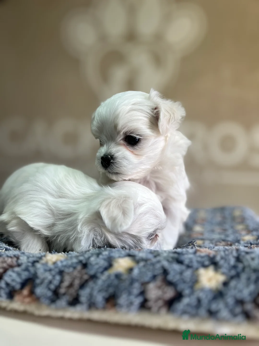 Bichón Maltés perros en venta: Bichón maltés  - Anuncio 2