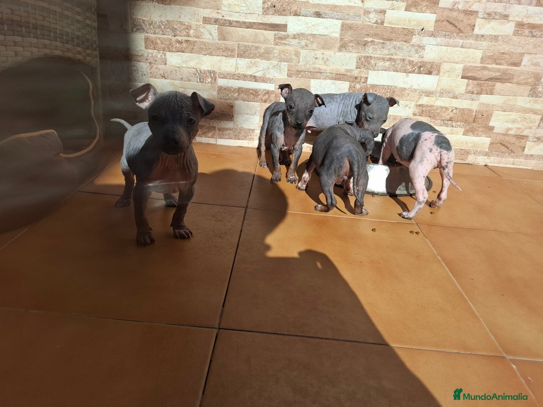 Perro Sin Pelo de Perú perros en venta: American hairles terrier  - Anuncio 7