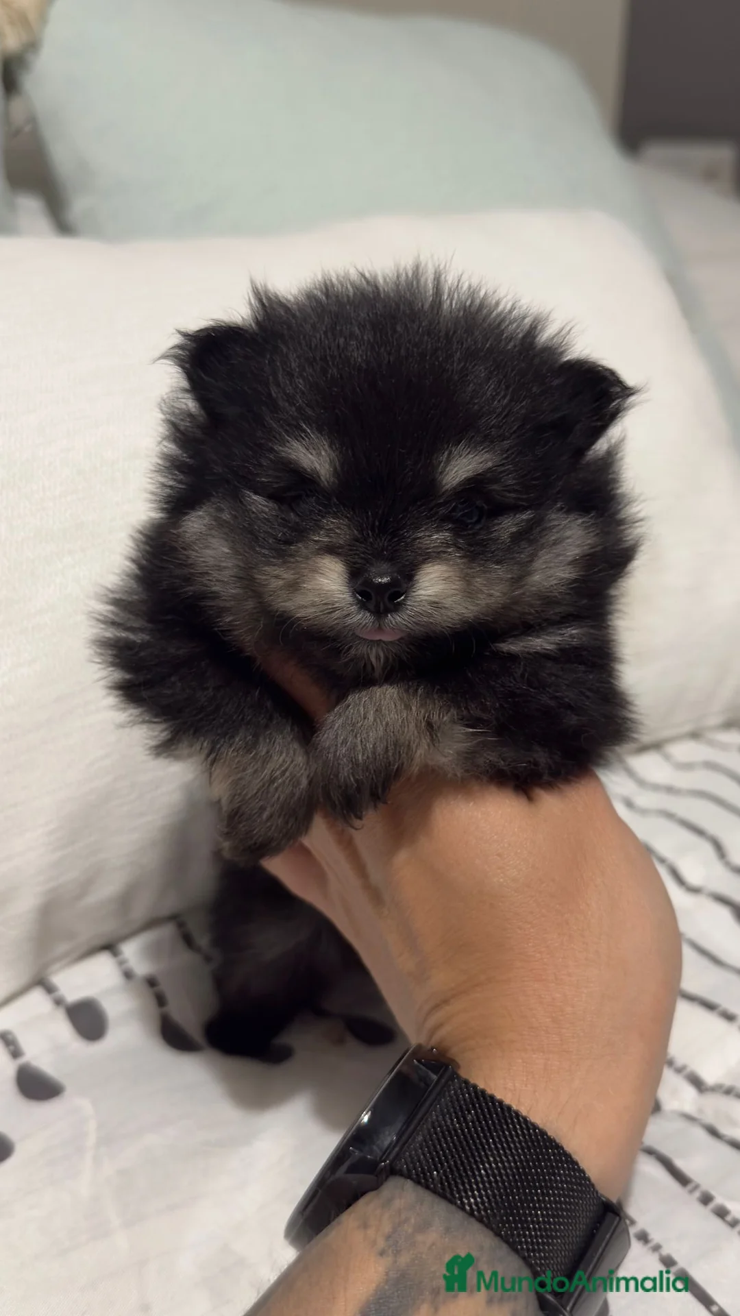 Pomerania perros en venta: Pomerania Toy  - Anuncio 2