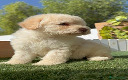 Perro de Agua Español perros en venta: PERRO DE AGUA ESPAÑOL HEMBRA - Imagen 11