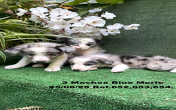 Border Collie perros en venta: BORDER COLLIE DE VILLA BIZNAGA - Imagen 9