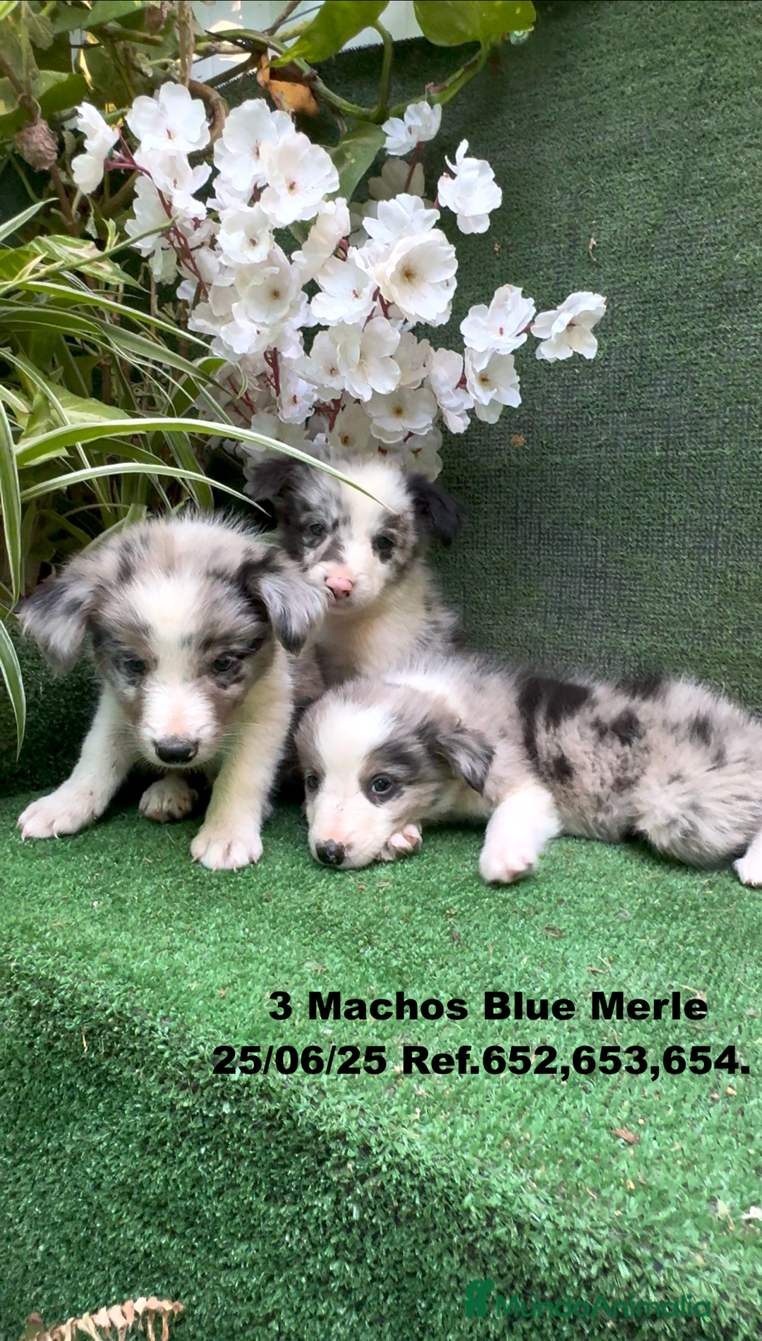 Border Collie perros en venta: BORDER COLLIE DE VILLA BIZNAGA - Imagen 9