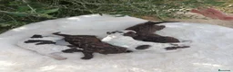 Perro de Agua Español perros en venta: Perro de agua  - Anuncio 4