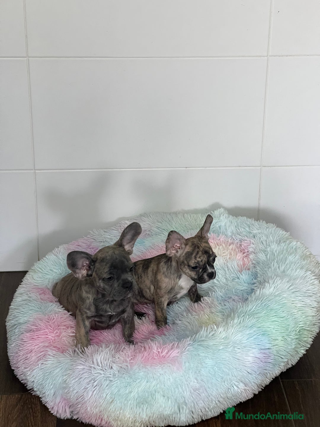 Bulldog Francés perros en venta: Bulldog Francés  - Imagen 4