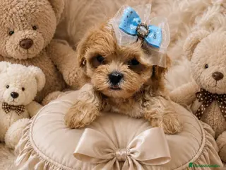 Maltipoo perros MALTIPOO ASIÁTICO DE CALIDAD - Anuncio 1
