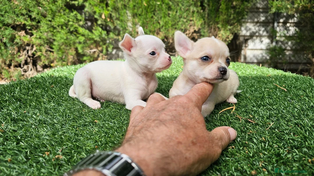 Chihuahua perros en venta: Cachorritos mini toy  - Anuncio 2