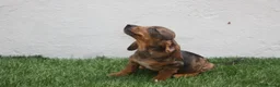 Teckel Miniatura perros en venta: Teckel Miniatura  - Anuncio 32