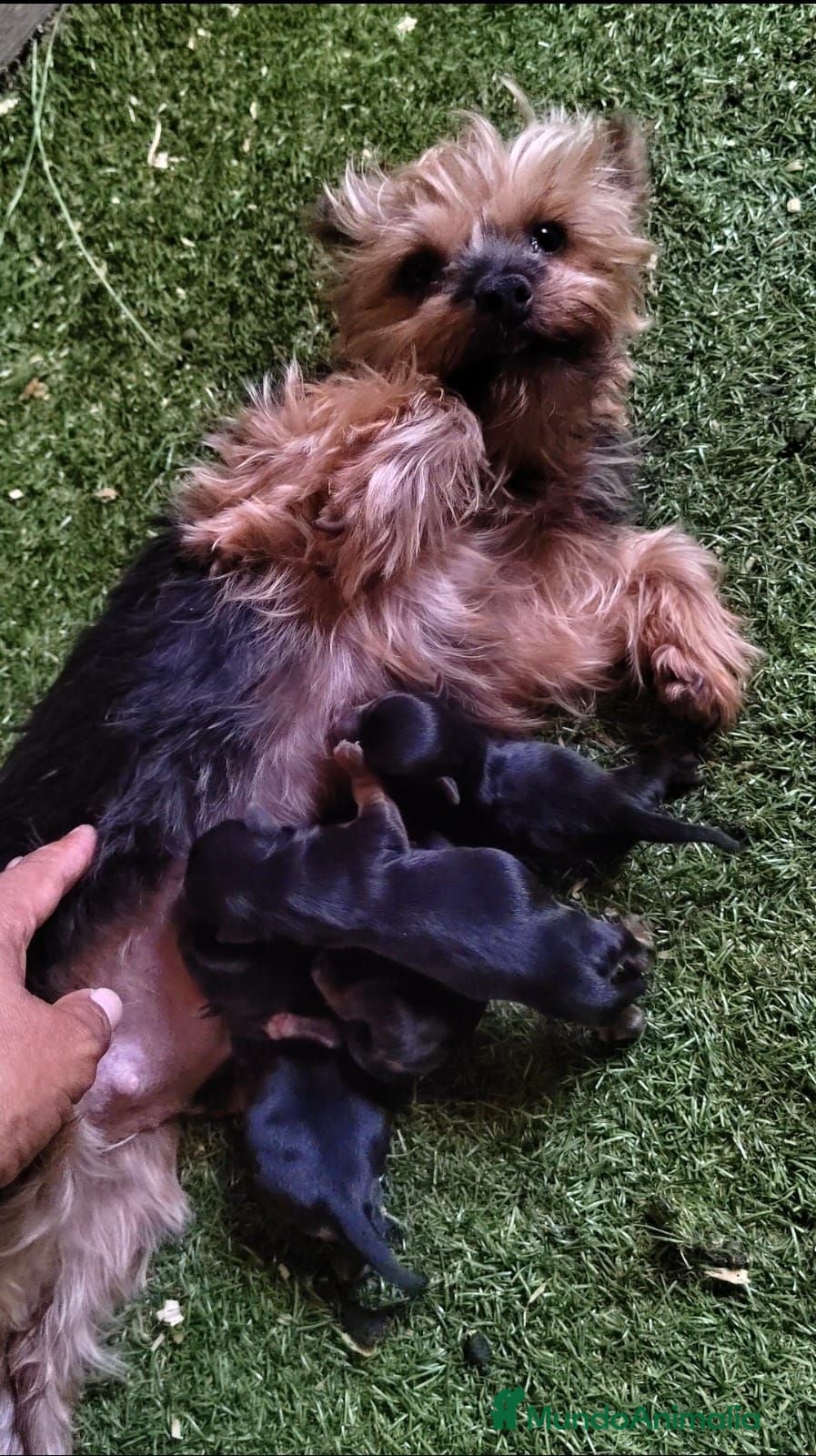 Yorkshire Terrier perros Nueva Camada de Yorkshire Toy - Anuncio 1