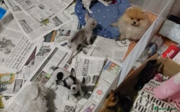 Chihuahua perros en venta: Chihuahua pelo largo y pelo corto  - Imagen 7