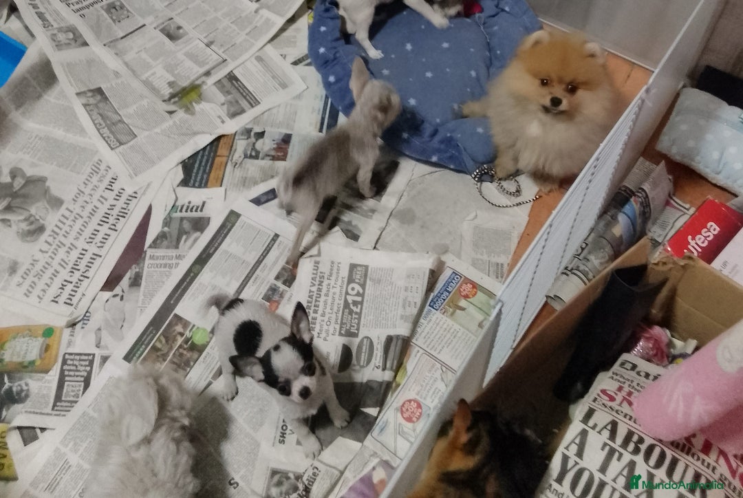 Chihuahua perros en venta: Chihuahua pelo largo y pelo corto  - Imagen 7