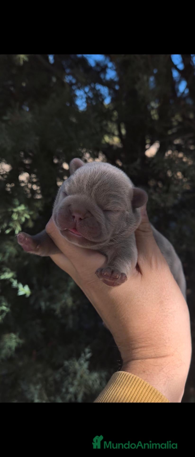 Bulldog Francés perros Machitos bulldog francés  - Anuncio 2