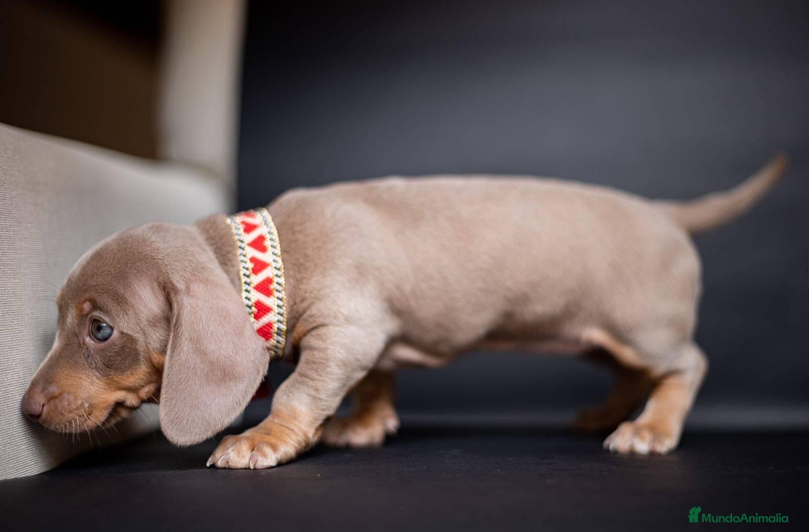 Teckel Miniatura perros Teckel miniatura !!!!! en Ciudad Real - Anuncio 2