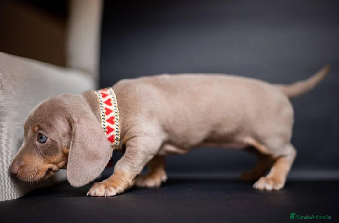 Teckel Miniatura perros en venta: Teckel miniatura !!!!! en Ciudad Real - Anuncio 2