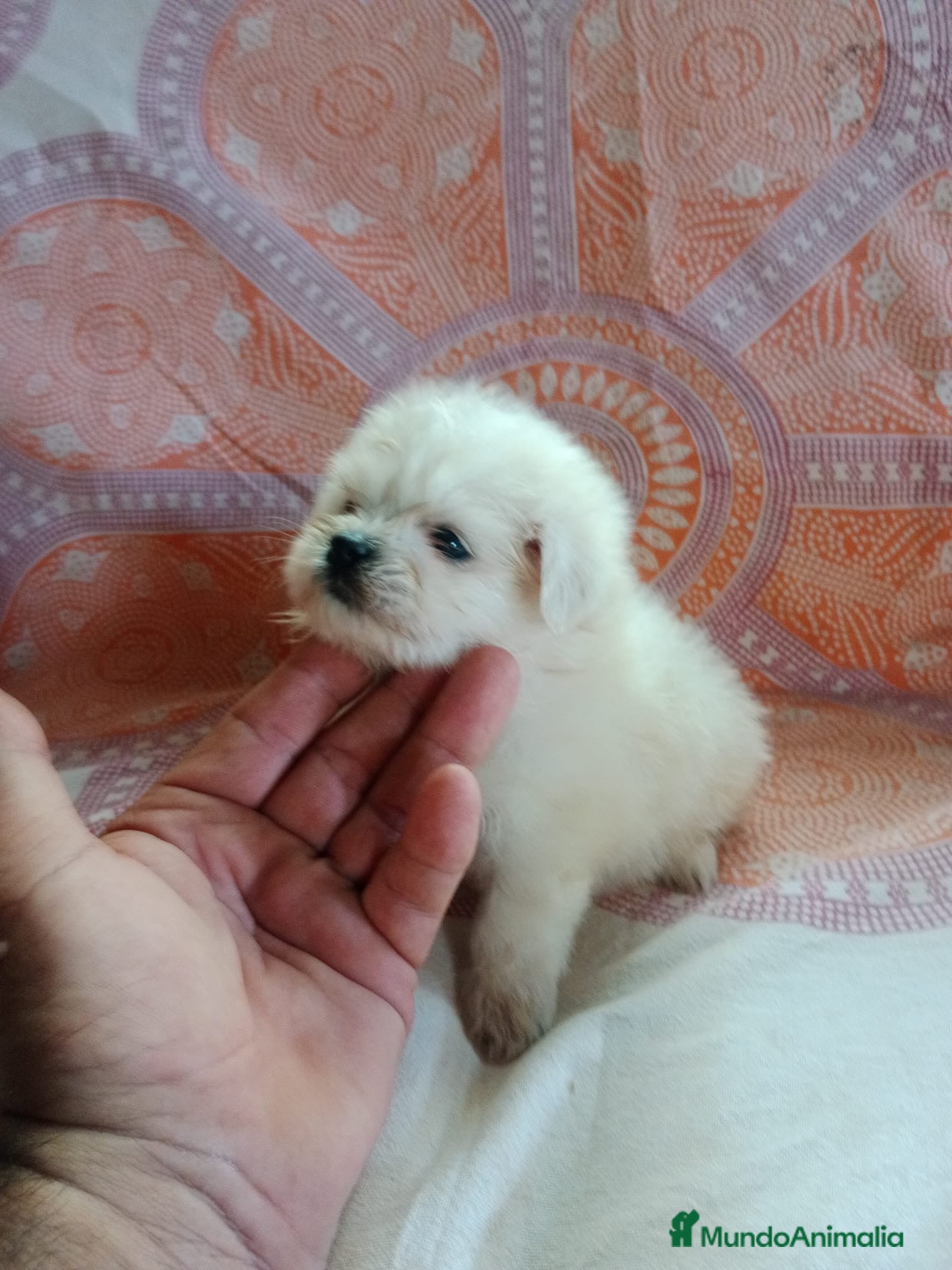 Bichón Maltés perros Bichon maltés  - Anuncio 1