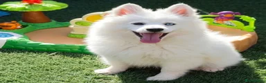 Pomsky 3