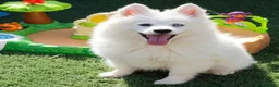 Pomsky perros en venta: Pomsky minis - Anuncio 2