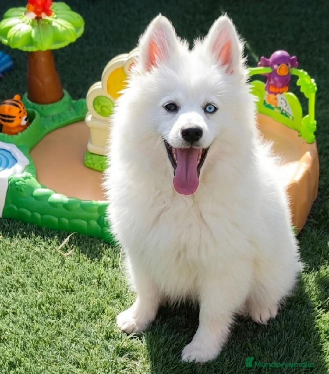 Pomsky perros en venta: Pomsky minis - Anuncio 2