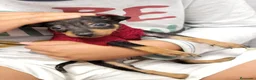 Pinscher Miniatura perros en venta: Pincher miniatura - Anuncio 1