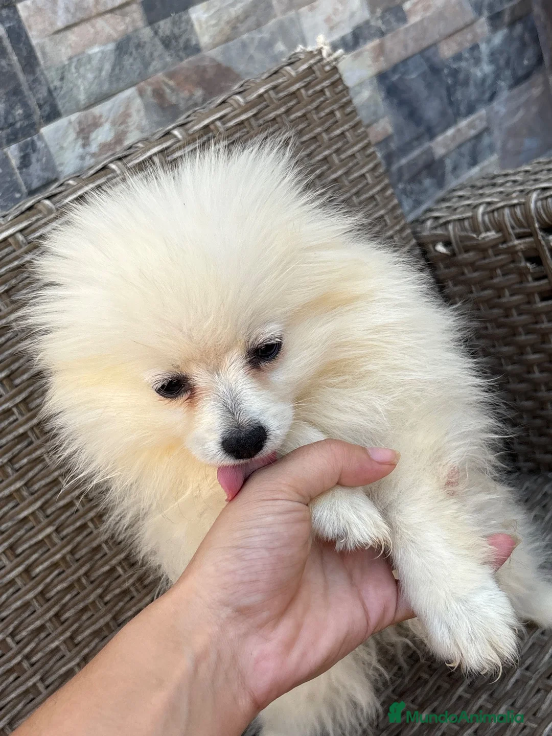Pomerania perros en venta: Pomeranias disponibles🐻🐾 - Anuncio 1