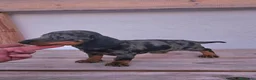 Teckel perros en venta: Teckel cachorros  - Anuncio 2