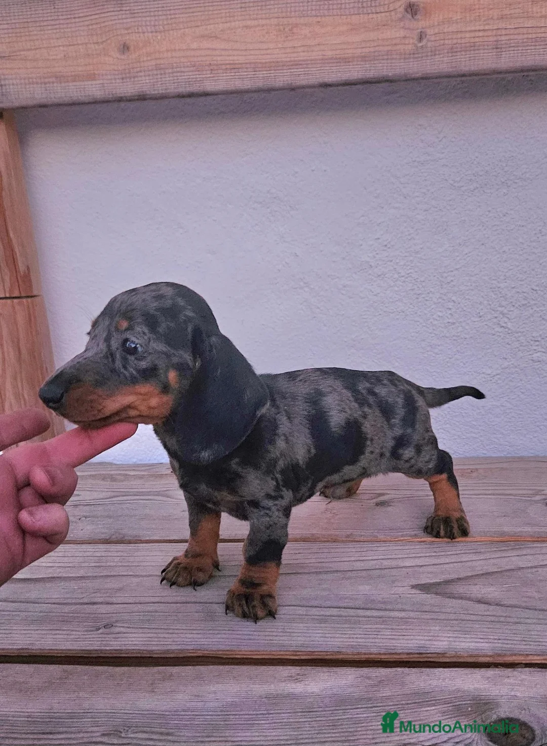 Teckel perros en venta: Teckel cachorros  - Anuncio 2