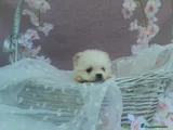 Pomerania Cachorro 7