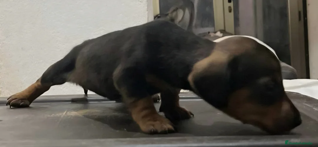 Teckel Miniatura perros en venta: Teckel kaninchen  - Anuncio 2