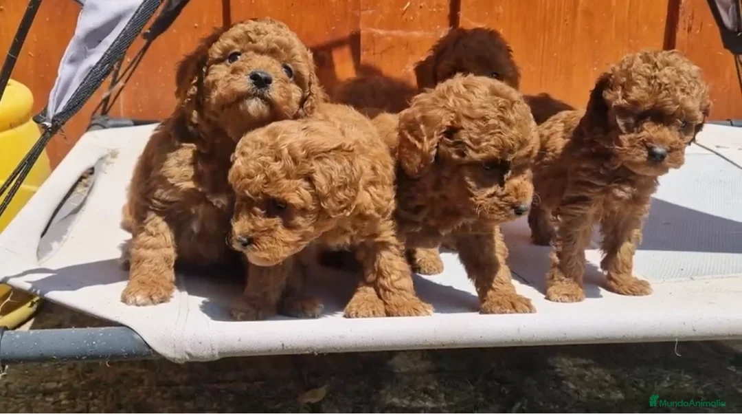 Caniche Toy perros en venta: caniche toy hembras  - Anuncio 1