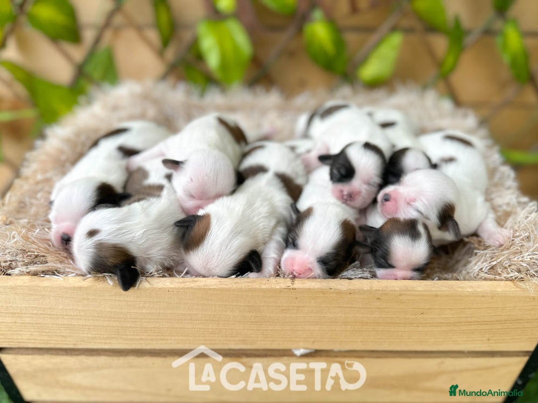Shih Tzu perros en venta: Camada de Yadira  - Imagen 9