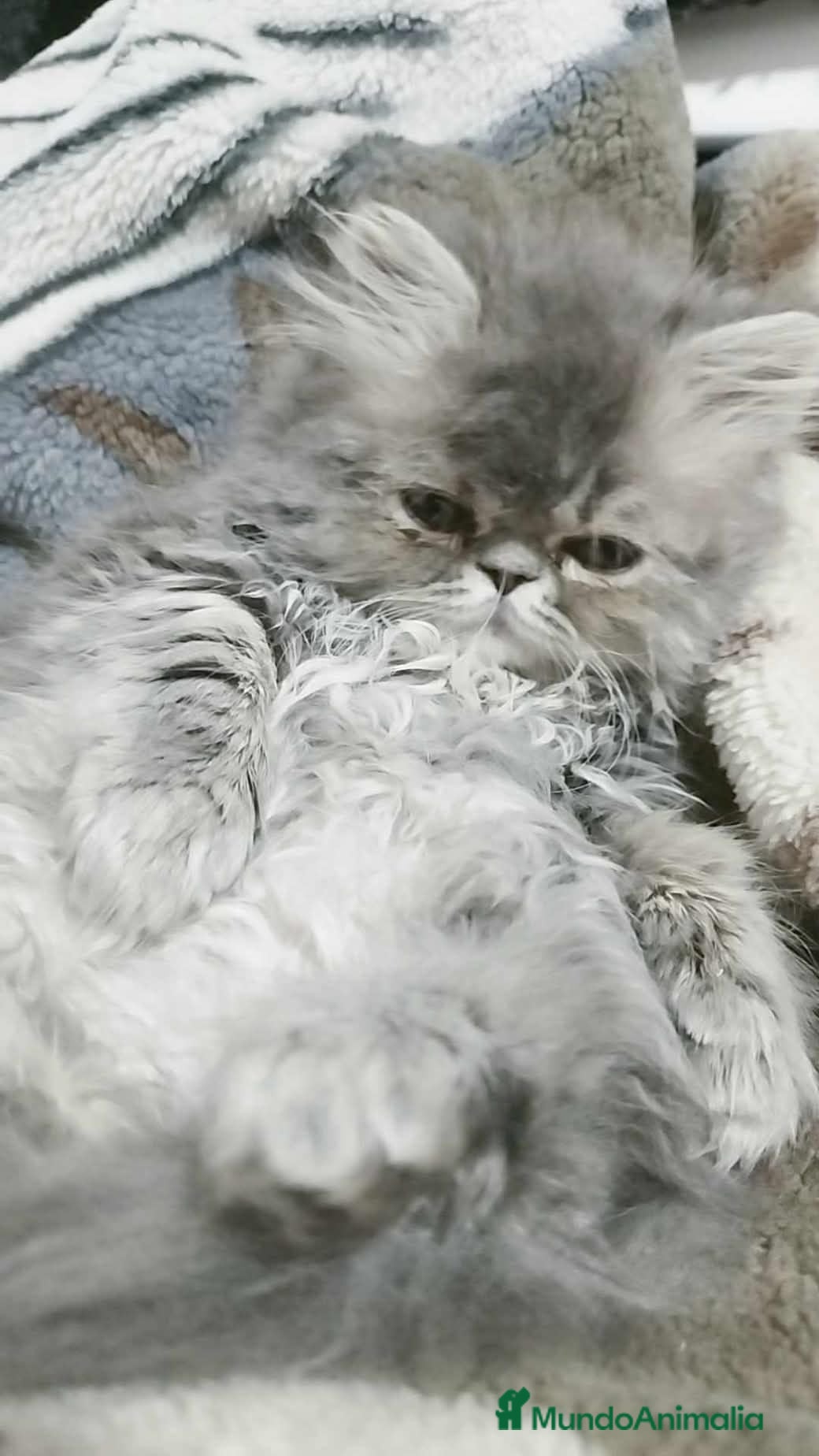 Persa gatos Persa - Anuncio 1