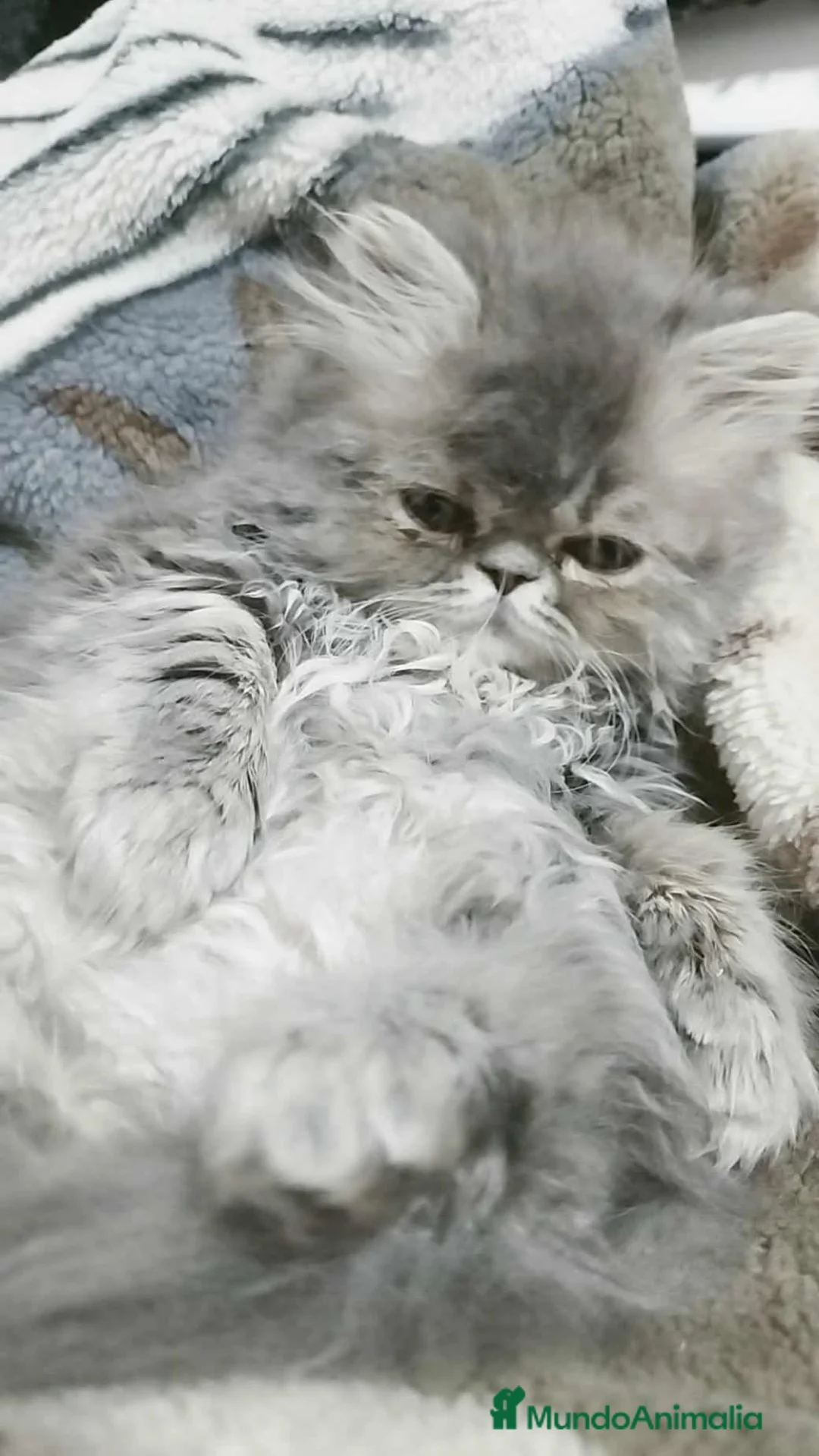Persa gatos en venta: Persa en Madrid - Anuncio 1