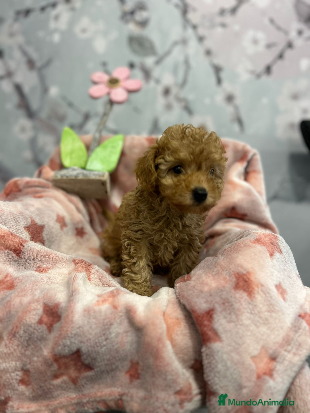 Caniche Toy perros en venta: Caniche toy  - Anuncio 5