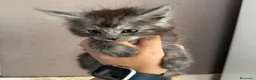 Maine Coon gatos en venta: Maine Coon - Anuncio 3