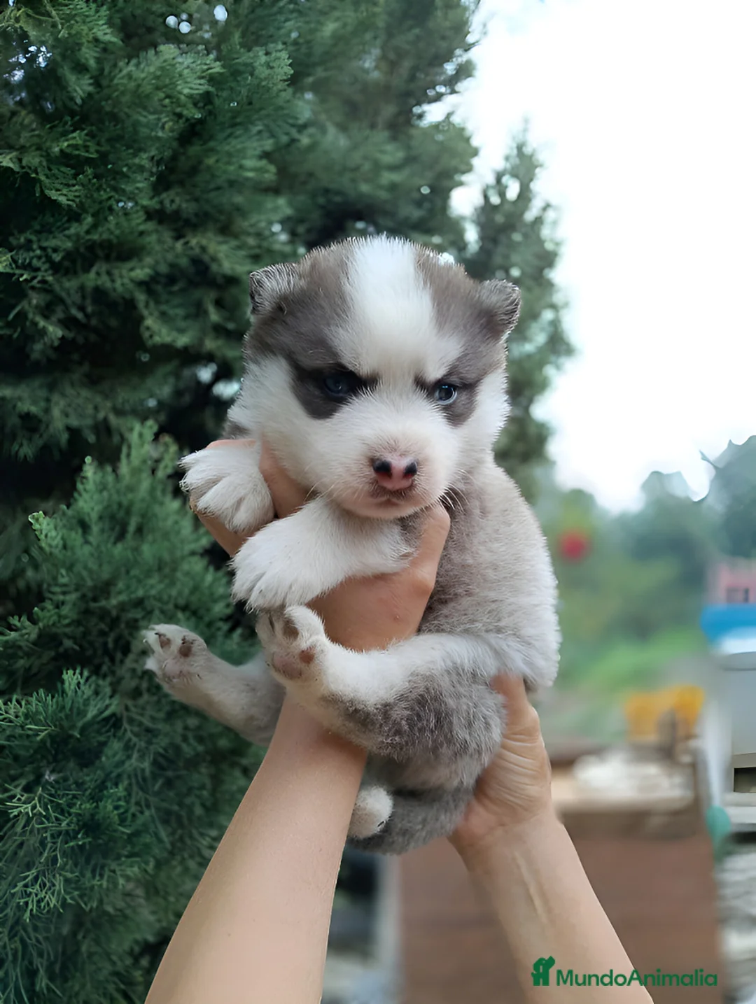 Husky Siberiano perros en venta: HUSKYS SIBERIANOS PUPPY.  - Anuncio 2