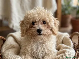 Caniche Toy perros Caniche Toy macho - Anuncio 1