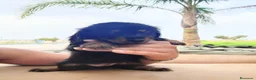 Teckel perros en venta: Teckel kanichen pelo largo negro fuego precio real - Anuncio 4