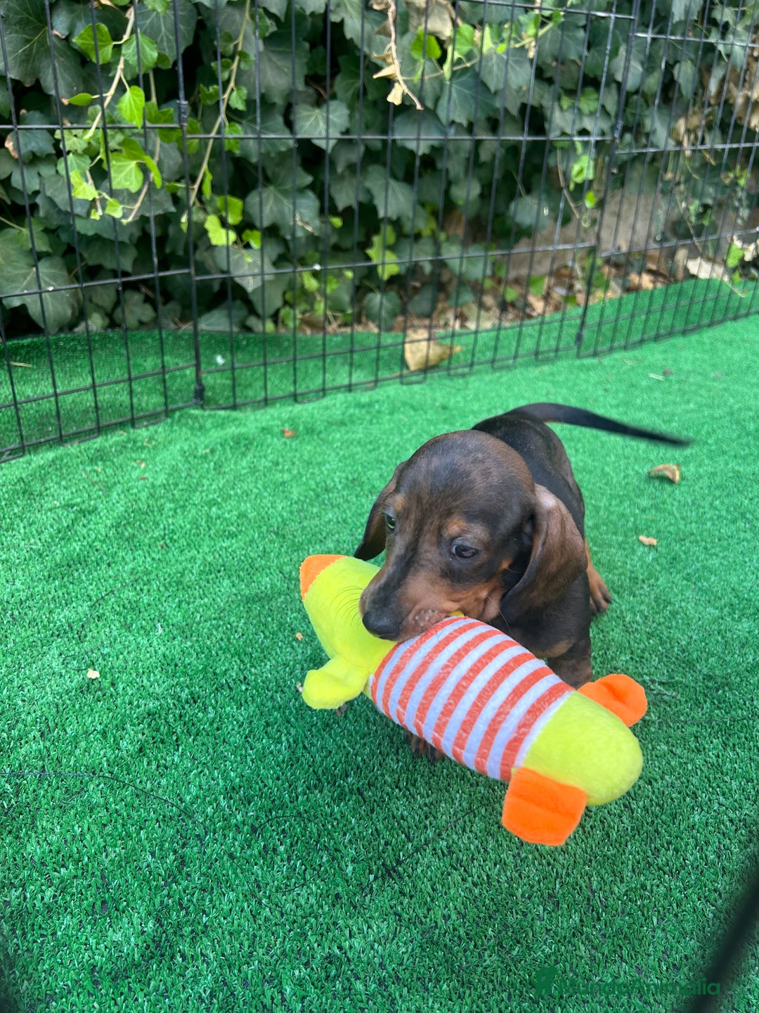 Teckel Miniatura perros en venta: teckel arlequin  - Imagen 4