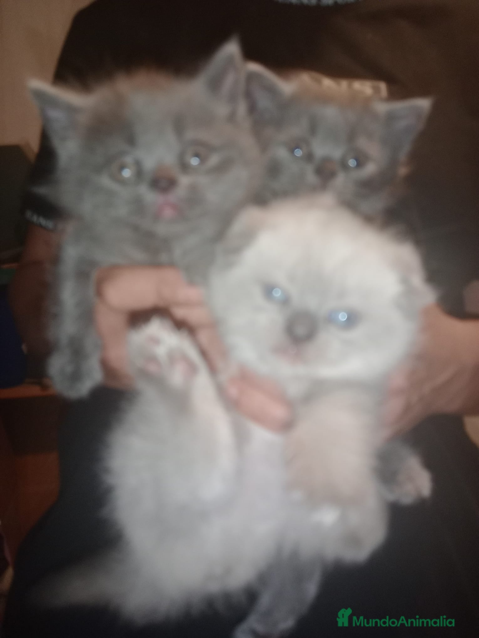 Británico de Pelo Corto Azul gatos British disponible  - Anuncio 6