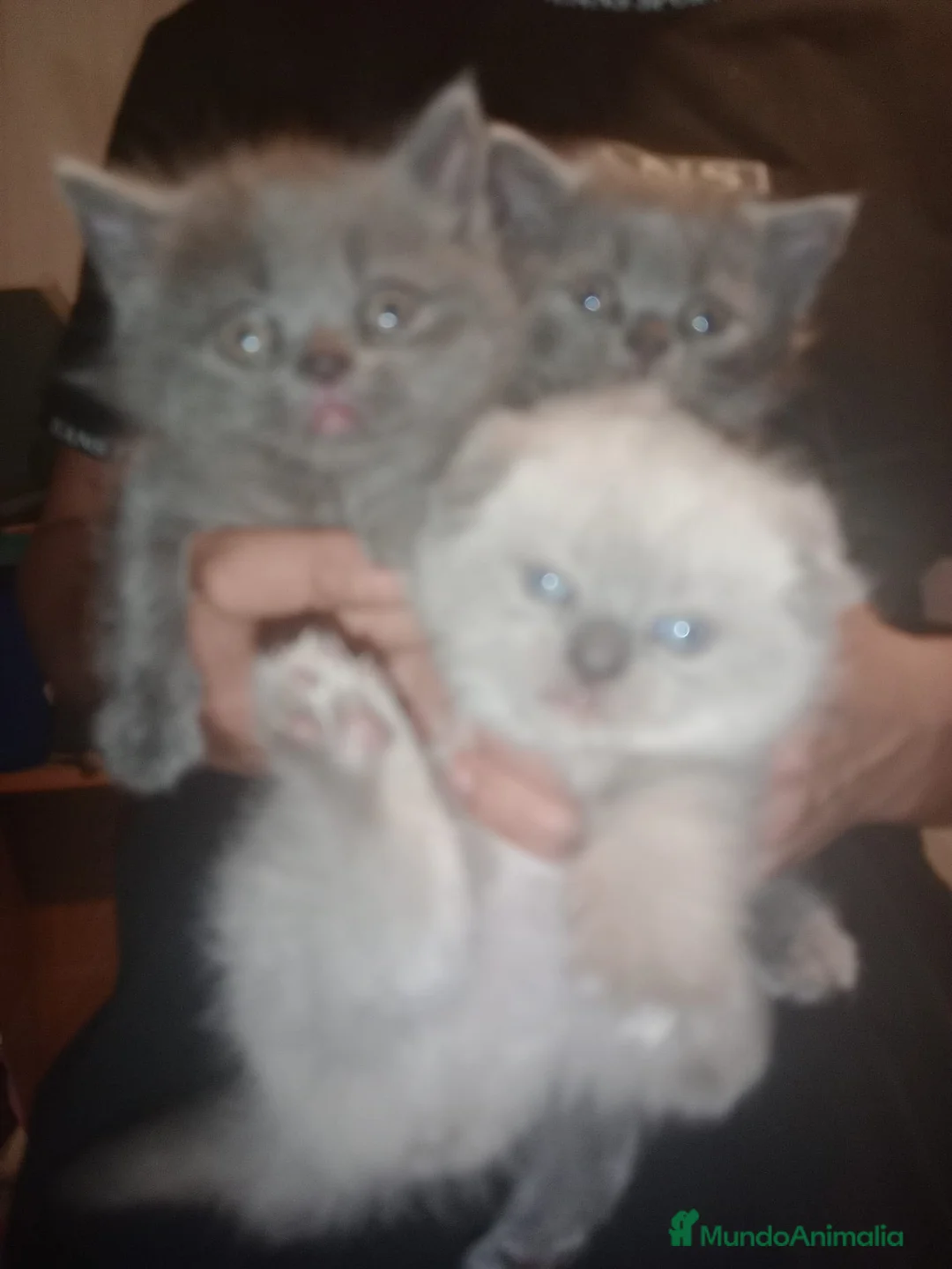 Británico de Pelo Corto Azul gatos en venta: British disponible  - Anuncio 1